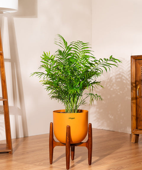 Chamaedorea palm with Extra Large Metal Self Watering Pot