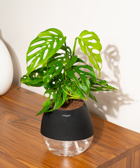 Philodendron Broken Heart Plant With Nova Self Watering Pot