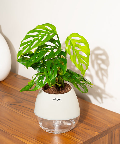 Philodendron Broken Heart Plant With Nova Self Watering Pot