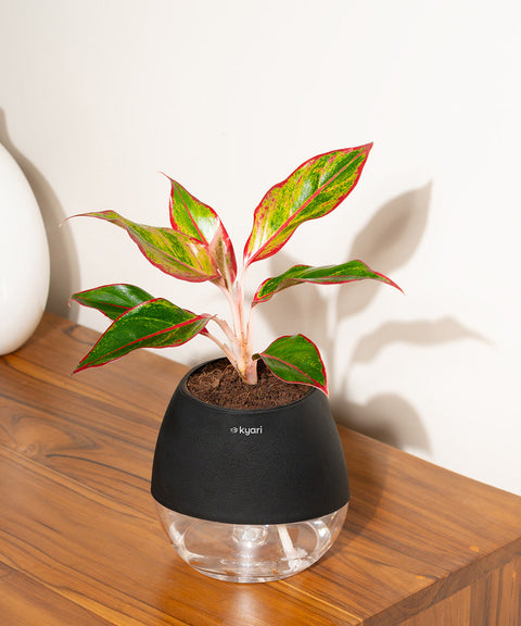 Aglaonema Lipstick Plant With Nova Self Watering Pot