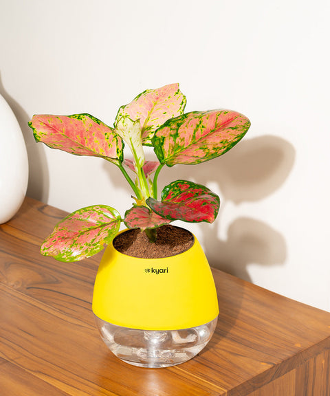 Aglaonema Pink Valentine Plant With Nova Self Watering Pot