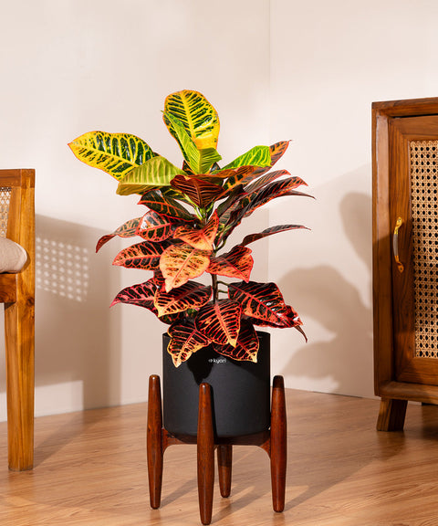 Croton Petra with Large Self Watering Pot