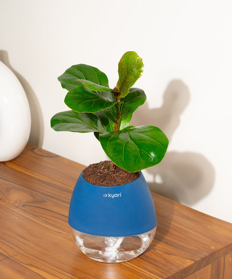 Fiddle Fig Plant With Nova Self Watering Pot