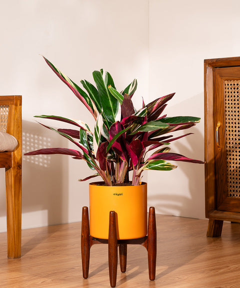 Calathea Triostar with Large Metal Self Watering Pot Bonanza