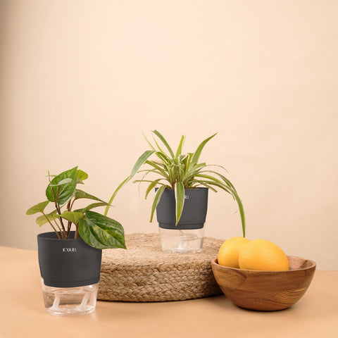 Set of 2 - Betel Leaf & Spider Plant