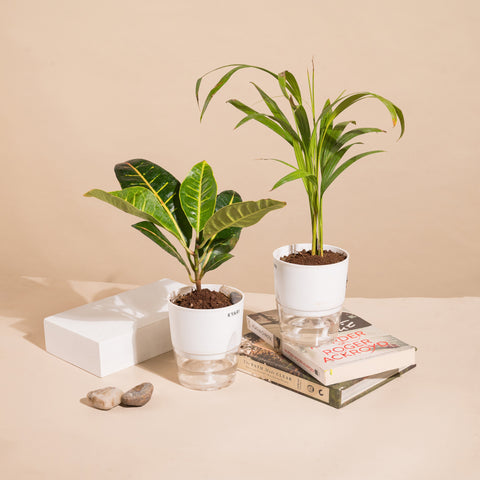 Set of 2 - Areca Palm & Croton Petra Plant