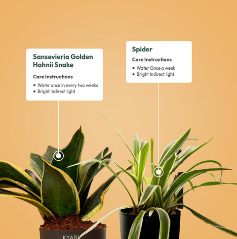 Set of 2 - Golden Hahnii Snake & Spider Plant