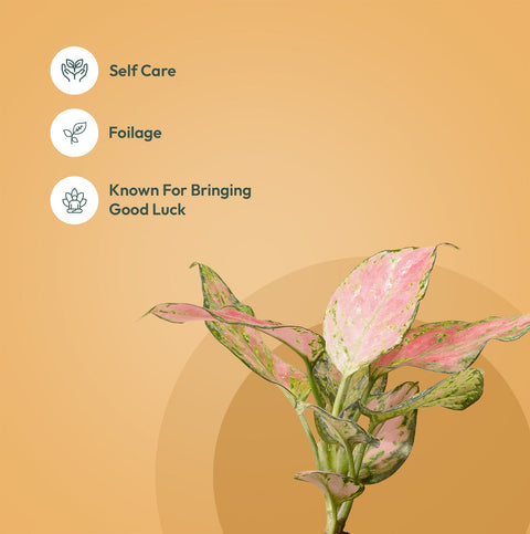Set of 3 - Aglaonema Pink Valentine & Lucky Jade & Golden Money Plant