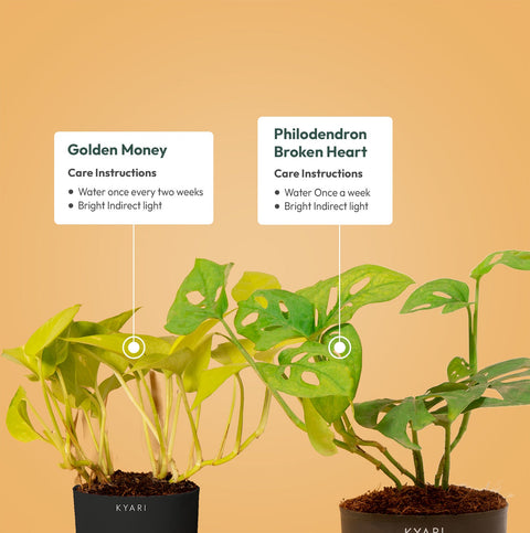 Set of 2 - Golden Money & Philodendron Broken Heart Plant