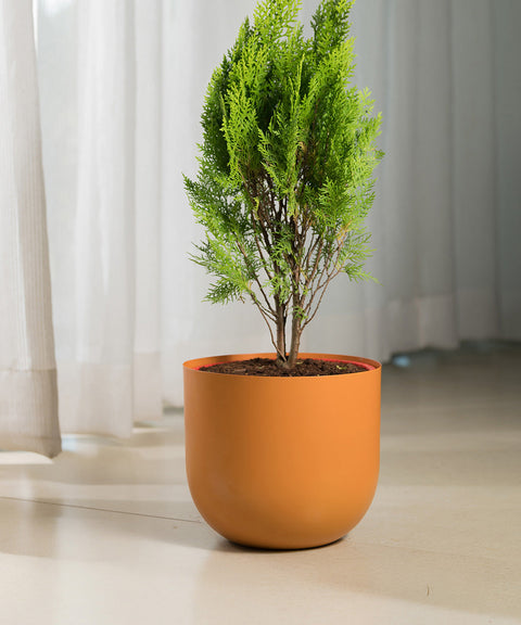 Thuja Plant with Extra Large Metal Self Watering Pot