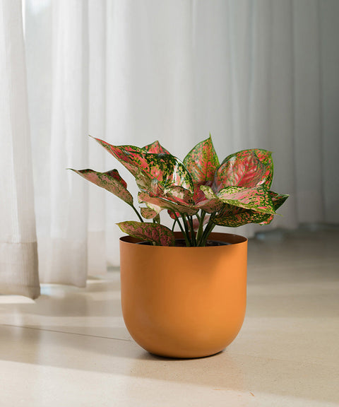 Aglaonema Valentine with Extra Large Metal Self Watering Pot