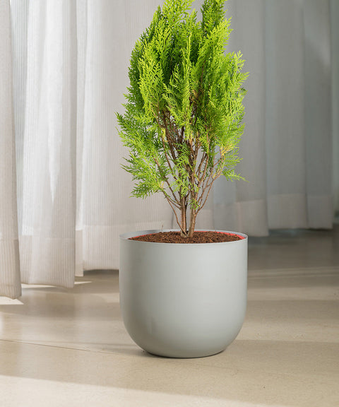 Thuja Plant with Extra Large Metal Self Watering Pot