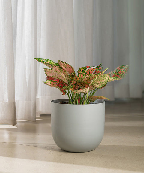 Aglaonema Valentine with Extra Large Metal Self Watering Pot