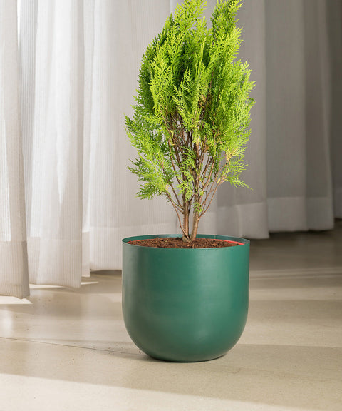 Thuja Plant with Extra Large Metal Self Watering Pot