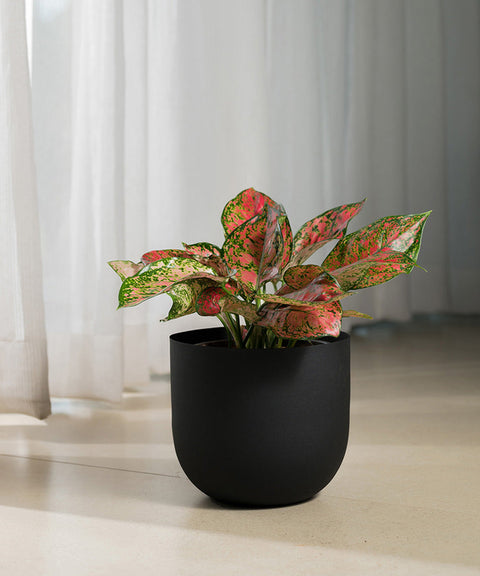 Aglaonema Valentine with Extra Large Metal Self Watering Pot