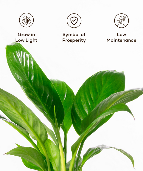 Peace Lily Plant With Grow Pot - BYOB