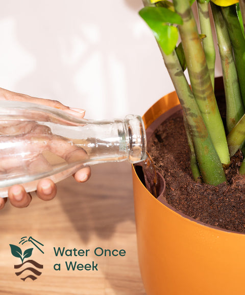 ZZ Green with Extra Large Metal Self Watering Pot Bonanza