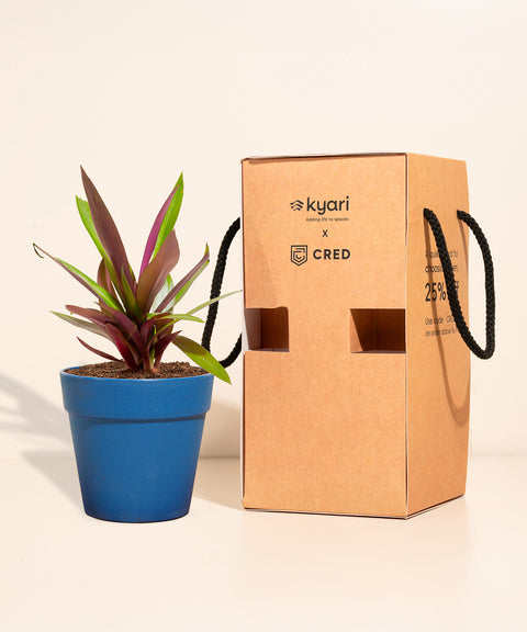 Spider Plant With Reya Pot