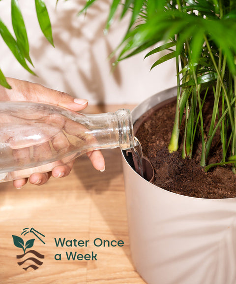 watering areca palm Areca Palm with Large Metal Self Watering Pot_