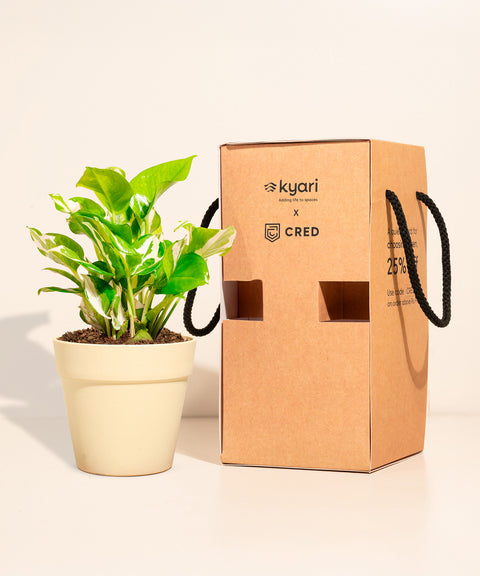 Money Variegated Plant With Reya Pot