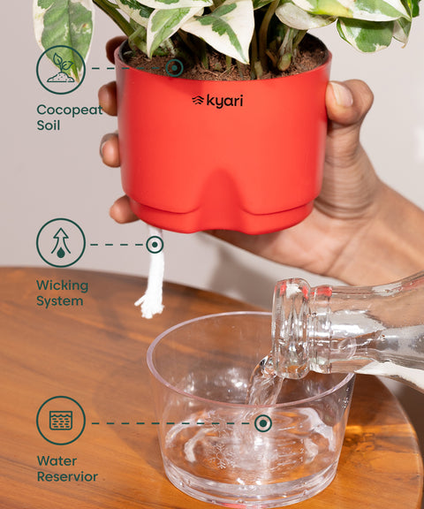 Syngonium Pixie White With Self Watering Pot