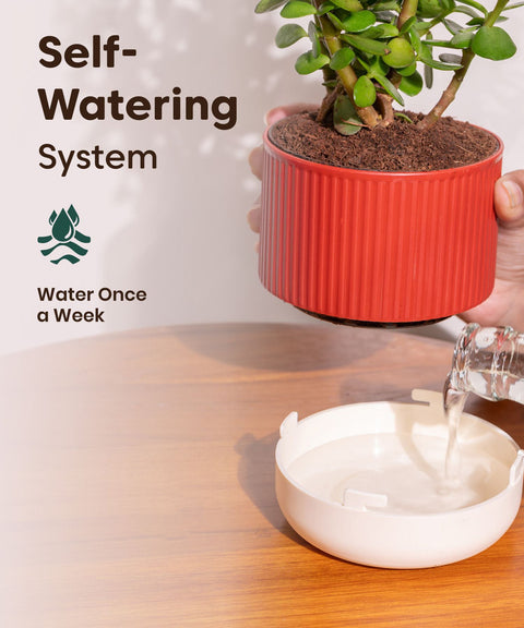 Philodendron Oxycardium Variegated Plant With Mylo Planter