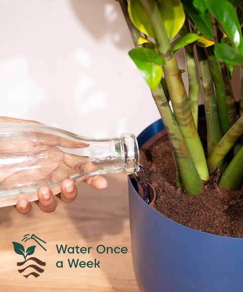ZZ Green with Extra Large Self Watering Pot
