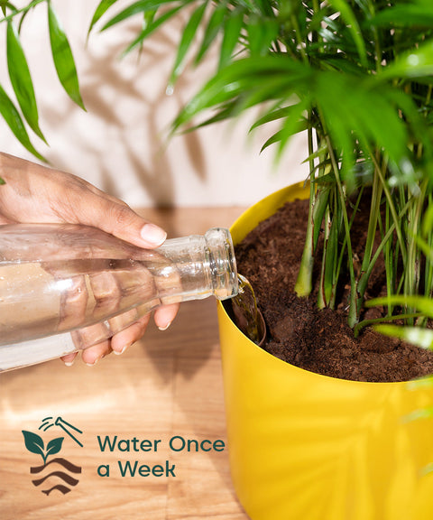 ZZ Green with Large Metal Self Watering Pot