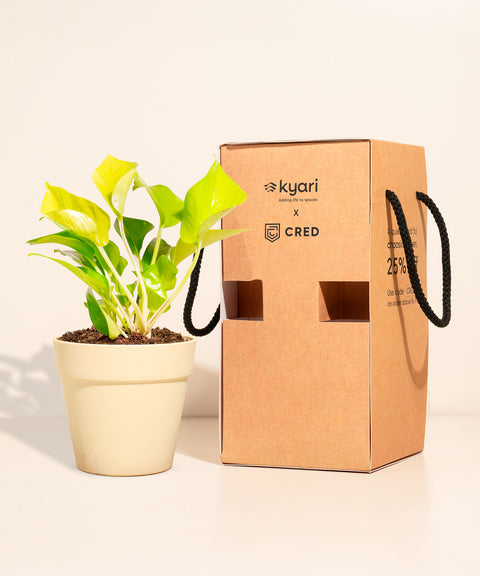 Golden Money Plant With Reya Pot