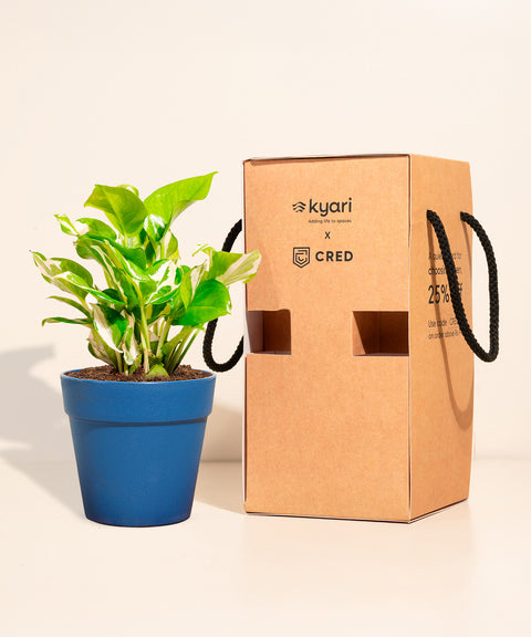 Money Variegated Plant With Reya Pot