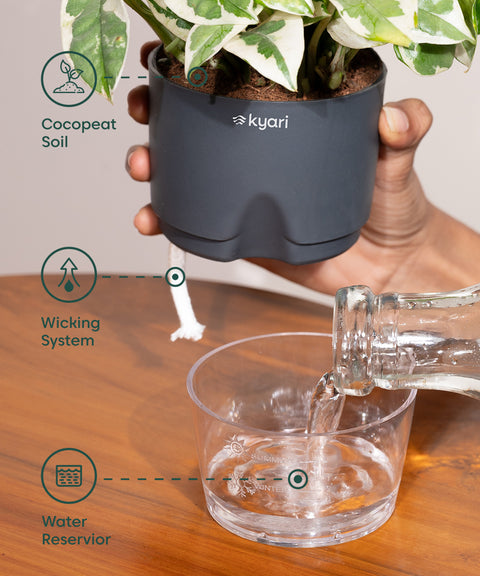 Syngonium Pixie White With Self Watering Pot