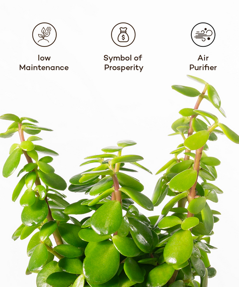 is jade plant an air purifier Shop Lucky Indoor Jade Plant (Crassula Ovata)-Jade Tree – shop.kyari