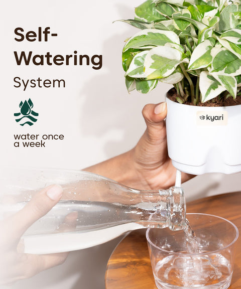 Kyari Poetic Pot Combo of 3 White