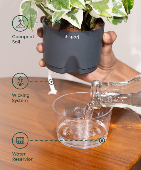 Spider Plant With Self Watering Pot Paytm