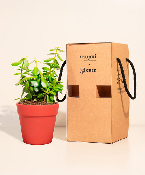 Lucky Jade Plant With Reya Pot