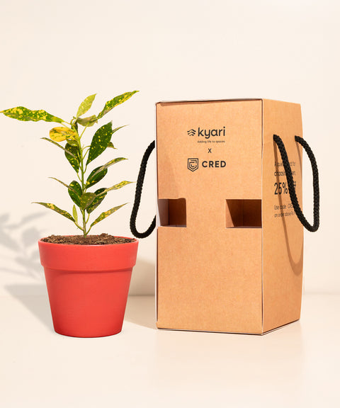 Money Variegated Plant With Reya Pot