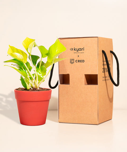 Golden Money Plant With Reya Pot