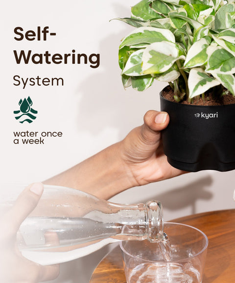 Kyari Poetic Pot Combo of 3 Black