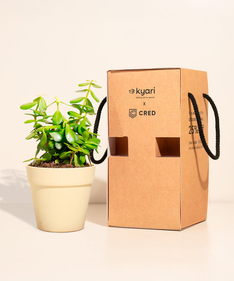 Lucky Jade Plant With Reya Pot