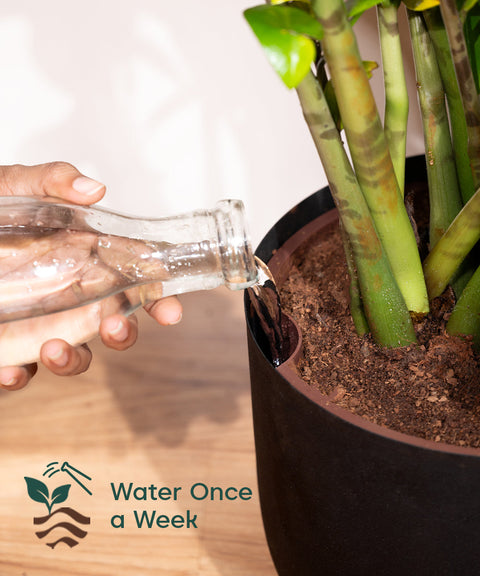 ZZ Green with Extra Large Metal Self Watering Pot