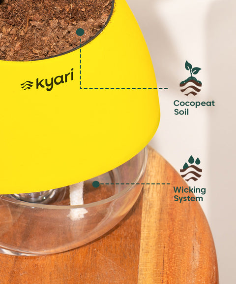 Peperomia Green Plant With Nova Self Watering Pot