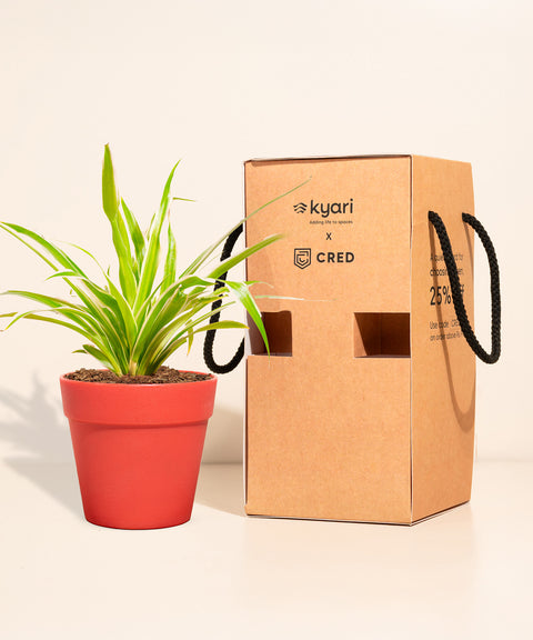 Spider Plant With Reya Pot