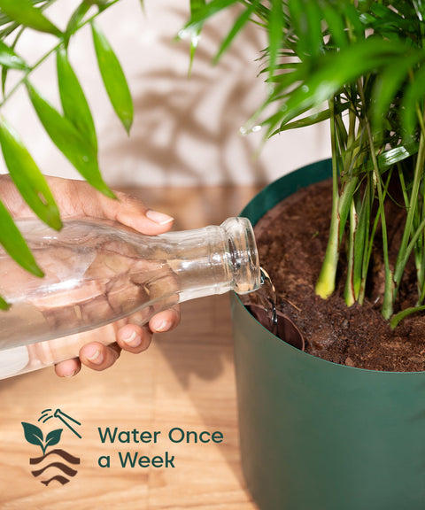 Chamaedorea Palm with Large Metal Self Watering Pot