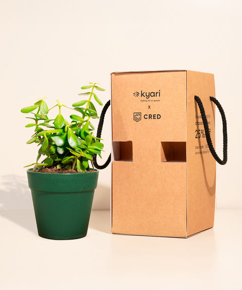 Golden Money Plant With Reya Pot