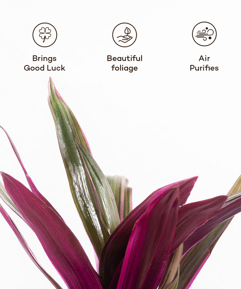 Oyster Plant With Grow Pot - BYOB