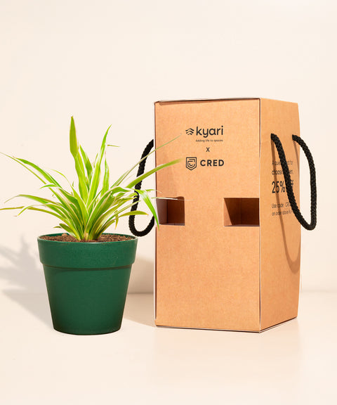 Spider Plant With Reya Pot
