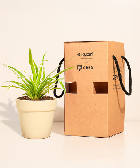 Spider Plant With Reya Pot