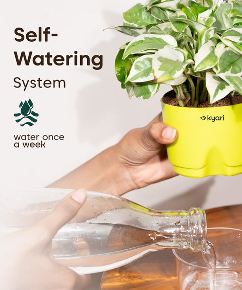 Kyari Poetic Pot Combo of 3 Green