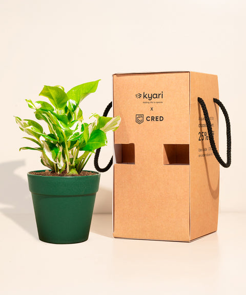 Money Variegated Plant With Reya Pot