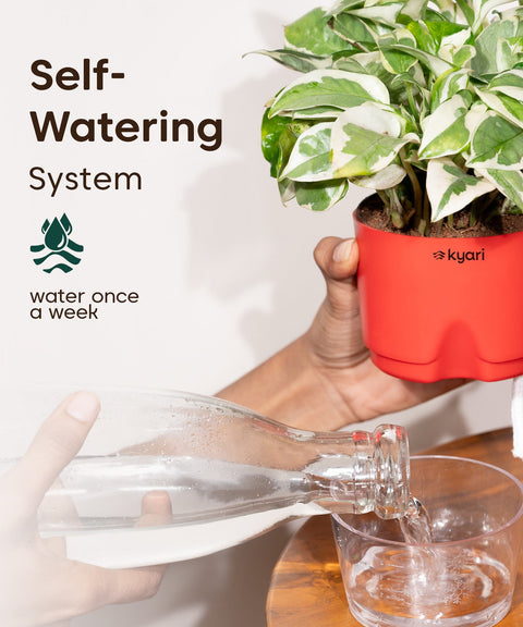 Kyari Poetic Pot Combo of 3 Red
